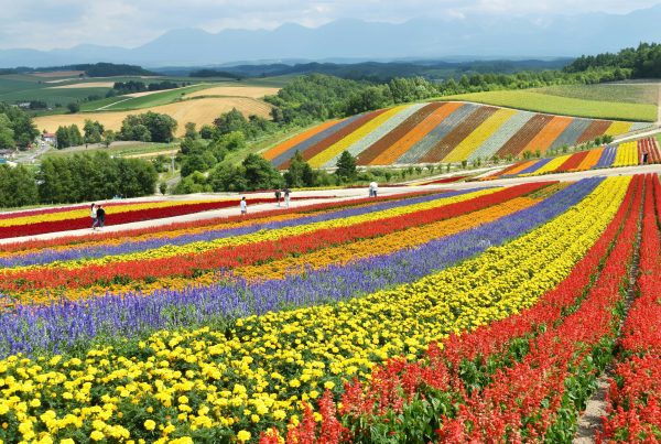Colourful fields of flowers, credit Ken Shono, Unsplash, Biei, Hokkaido, Japan